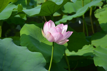 Obraz premium pink lotus flower blossoms with multiple petals in the sunny day in the garden 