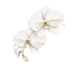 Fototapeta na wymiar Orchid Flower Watercolor Isolated