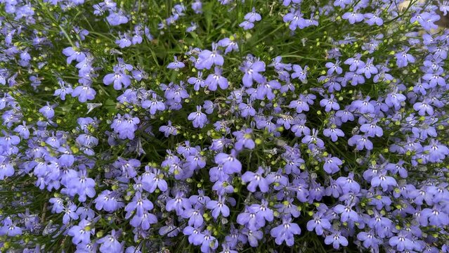 Blue flowers lobelia ornamental plant.