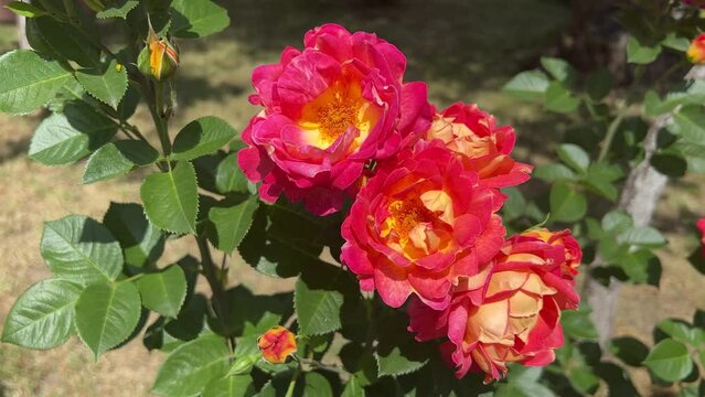 Rose flowers Harlequin red yellow bright blossom in garden.