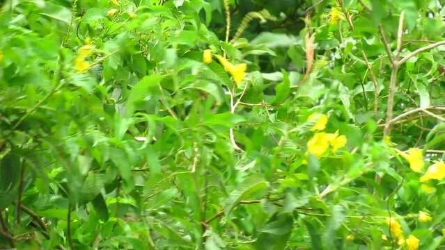 
Junagadh, Gujarat-India June 14, 2023, Heavy rain and winds of Biparjoy cyclone. Heavy rainfall and thunderstorms due to Biparjoy Cyclone. Heavy to moderate rain with winds due to Biparjoy.
