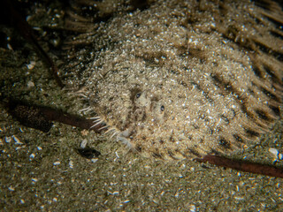Baby hogchoker fish blends into the sandy bottom of the spring run at Devil's Run, Ginnie Springs, Florida