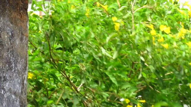 
Junagadh, Gujarat-India June 14, 2023, Heavy rain and winds of Biparjoy cyclone. Heavy rainfall and thunderstorms due to Biparjoy Cyclone. Heavy to moderate rain with winds due to Biparjoy.
