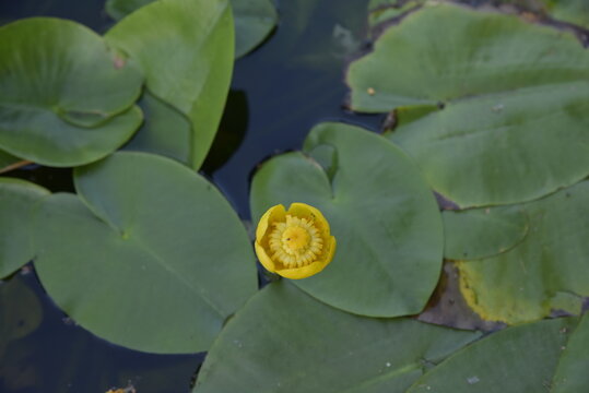 flor de loto saliendo de su capullo 