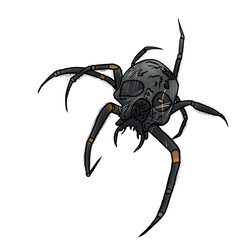Skull spider