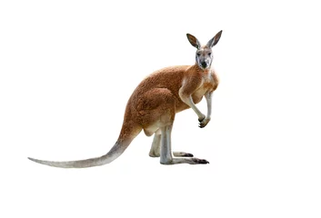 Selbstklebende Fototapeten red kangaroo isolated on white background © fotomaster