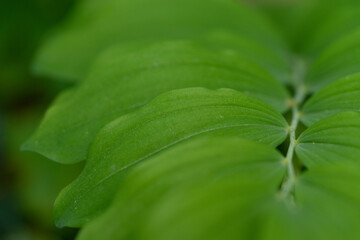 Florale bilder von pflanzen der flora und fauna im euroäischen gebiet
