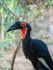 portrait southern ground hornbill on the background of the forest