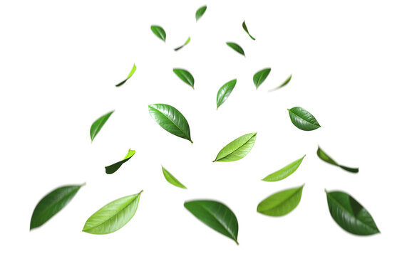 Green leaves fly motion springtime cutout on transparent backgrounds 3d rendering png