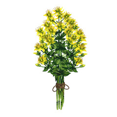 Bouquet of Hypericum officinalis. Tied with canvas rope. Pharmacy herb. Watercolor hand drawn illustration. Isolate on white background. Useful tea, medicinal herbs. For packaging, label, pharmacy.