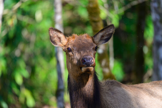 Elk Female Close Up in the Woods