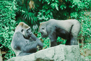 動物園のゴリラ