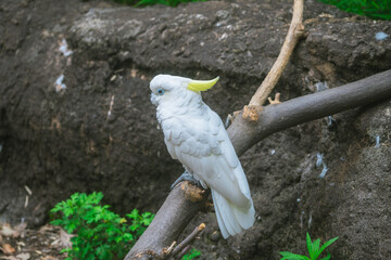 動物園で見られるオウム