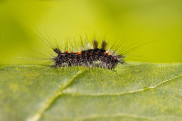 Larva of Orgyia antiqua