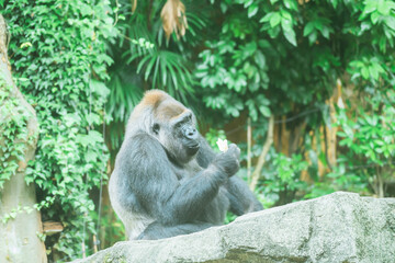 動物園のゴリラ
