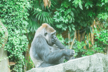 動物園のゴリラ