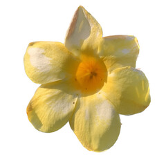 Fototapeta na wymiar yellow flower isolated on white