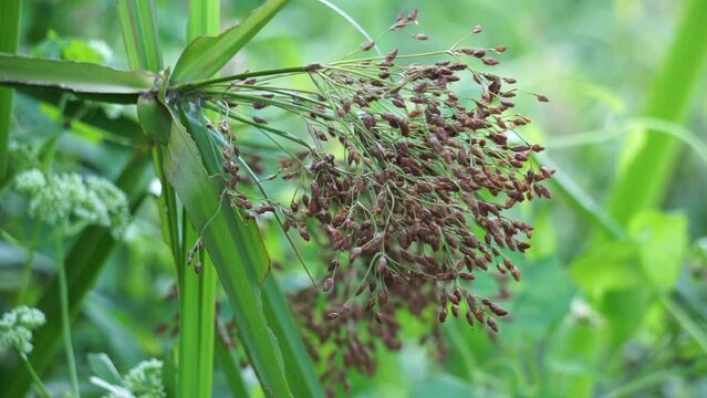 Actinoscirpus grossus (also called Mensiang, Greater club-rush, Giant bulrush). This grass is often made for woven materials