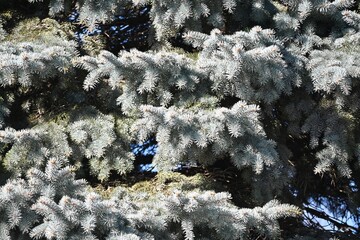 Evergreen Branches in Sunshine