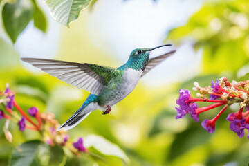 Fototapeta na wymiar A close-up of a graceful hummingbird hovering near a colorful flower, capturing the beauty of nature's delicate creatures