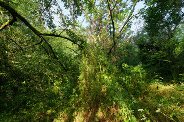 Fototapete bei efototapeten.de bestellen   