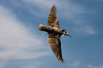Arizona Woodpecker (Picoides scalaris) in Flight