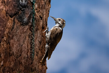 Arizona Woodpecker (Picoides scalaris) Perched