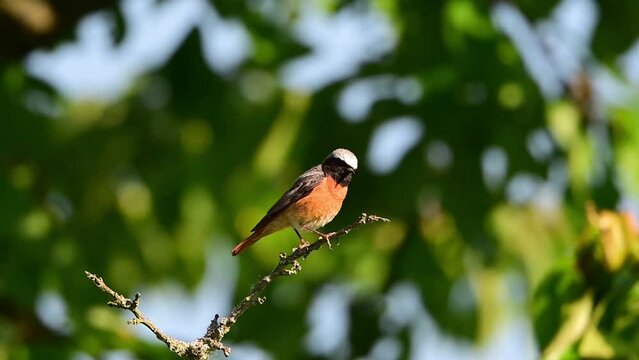 N&aacute;zev: Singing common redstart, or often simply redstart, is a small passerine bird.