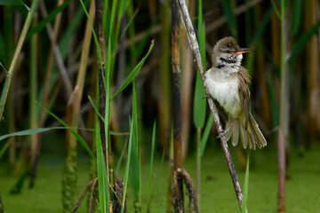 Great reed warbler // Drosselrohrsänger (Acrocephalus arundinaceus) 