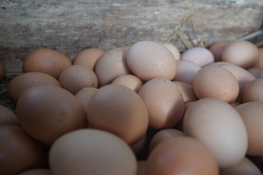 Domestic chicken eggs