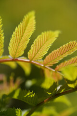 Florale bilder von pflanzen der flora und fauna im euroäischen gebiet