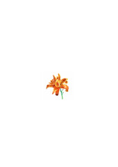 abstract artistic creative orange flower