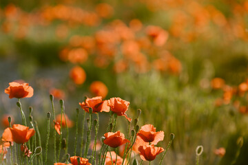 Flores de amapola en un prado verde con la luz del atardecer de verano en los primeros días de Junio.