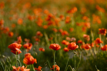 Flores de amapola en un prado verde con la luz del atardecer de verano en los primeros días de Junio.