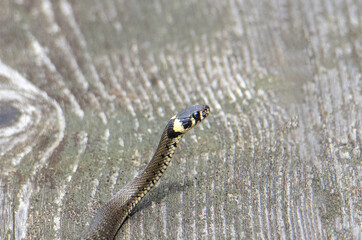 A close-up of the profile of a Natrix natrix snake