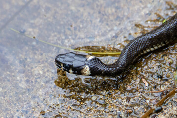 A close-up of the profile of a Natrix natrix snake