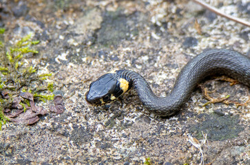 A close-up of the head of a Natrix natrix snake