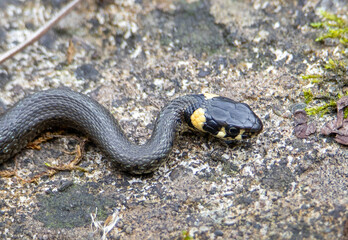 A close-up of the profile of a Natrix natrix snake