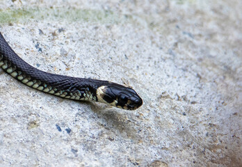 A close-up of the head of a Natrix natrix snake