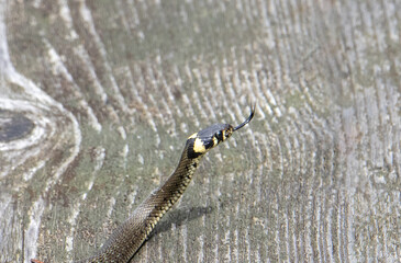 A close-up of the profile of a Natrix natrix snake