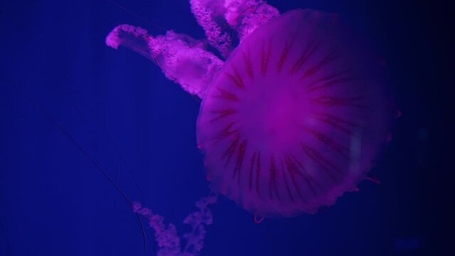 Pink jellyfish dance in the dark blue ocean water. Purple Striped Jellyfish - Pelagia noctiluca. Glowing Jellyfish in underwater