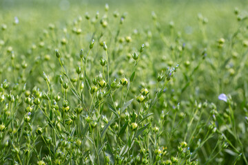 Green seed capsules of flax on the background of a green flax field