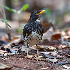 Japanese Thrush Bird