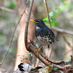Japanese Thrush Bird