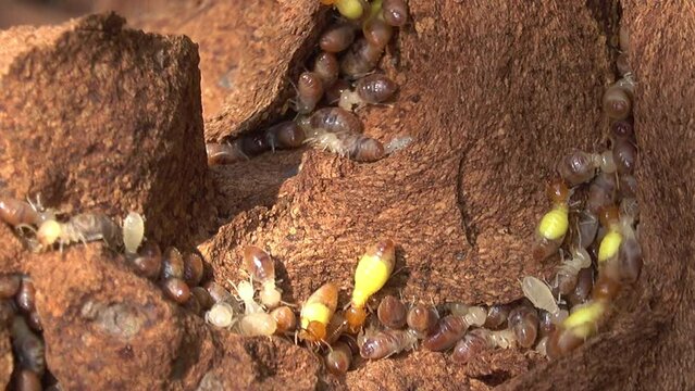Group of termites in termite mound
