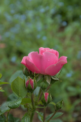 Single red pink roses in the garden with green leaves in the bokeh background.