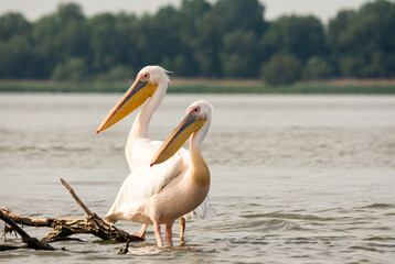 White American Pelicans in Danube Delta