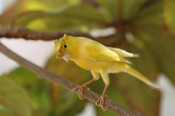 yellow bird on a branch