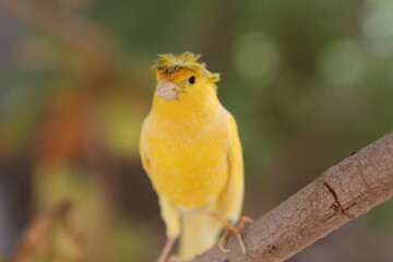 yellow bird