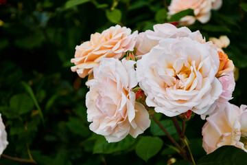 white and orange rose